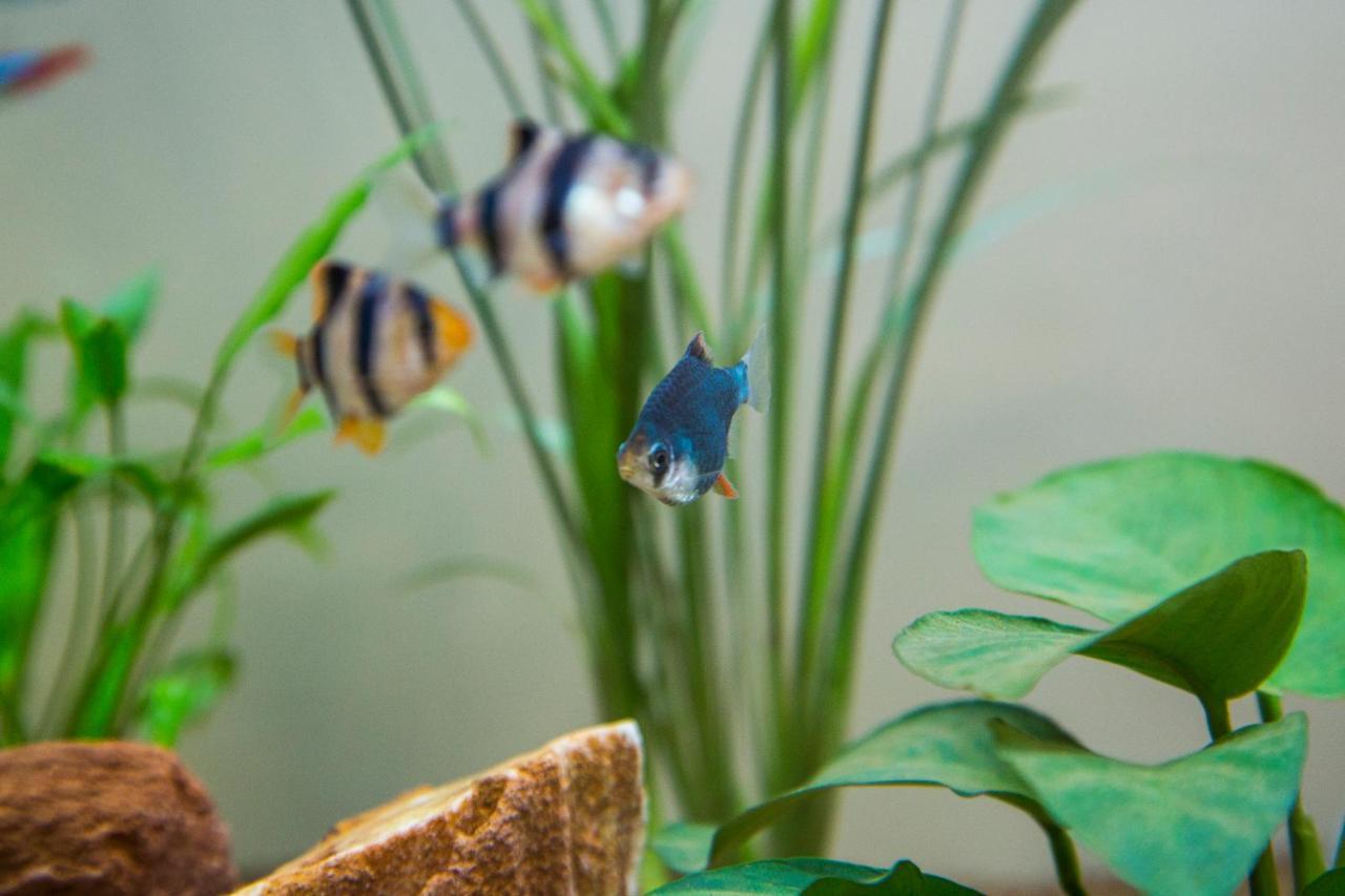 B&B Aquarium San Benedetto del Tronto Kültér fotó