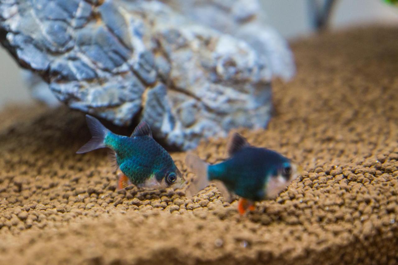 B&B Aquarium San Benedetto del Tronto Kültér fotó